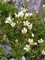 Mossy saxifrage thrives on the limestone rocks